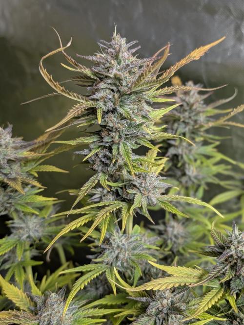 Twilight Zlush Auto x3. Week 12