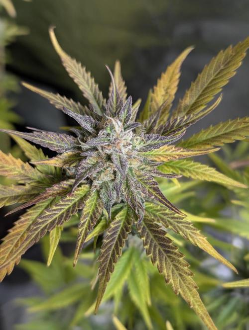 Twilight Zlush Auto x3. Week 12