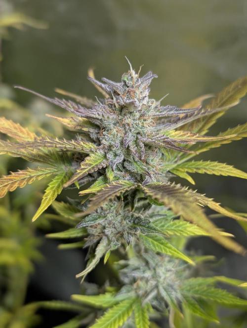 Twilight Zlush Auto x3. Week 12