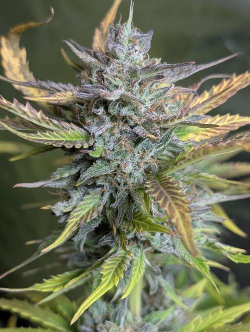 Twilight Zlush Auto x3. Week 12