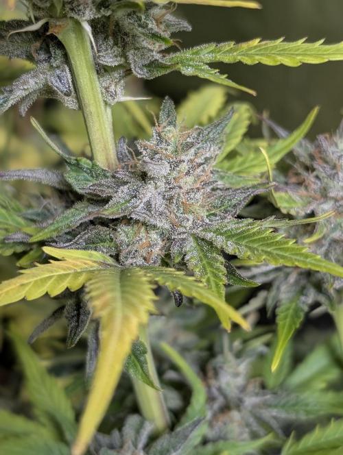 Twilight Zlush Auto x3. Week 12