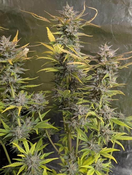 Twilight Zlush Auto x3. Week 12