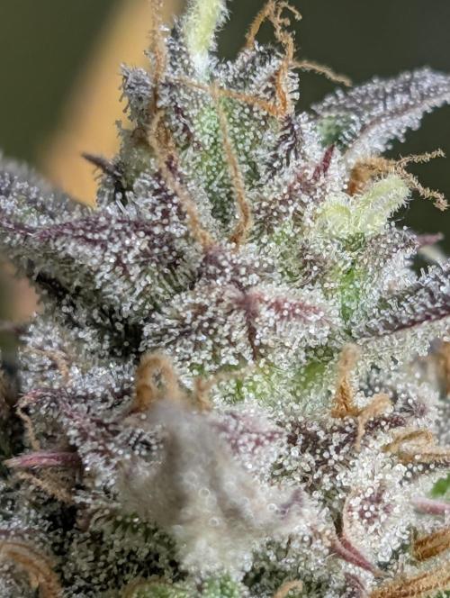 Twilight Zlush Auto x3. Week 12