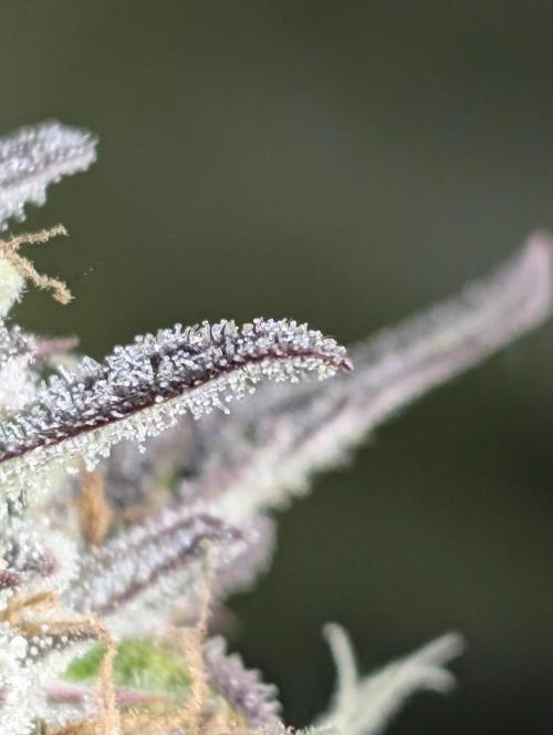 Twilight Zlush Auto x3. Week 12