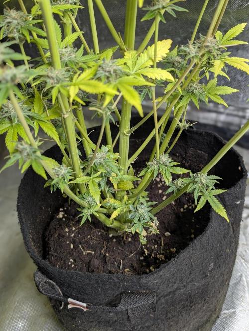 Twilight Zlush Auto x3. Week 12