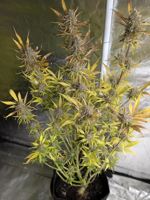 Twilight Zlush Auto x3. Week 12 - N3