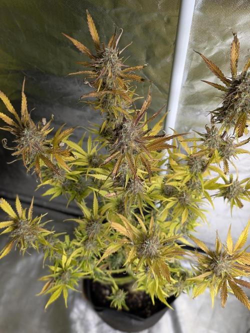 Twilight Zlush Auto x3. Week 12