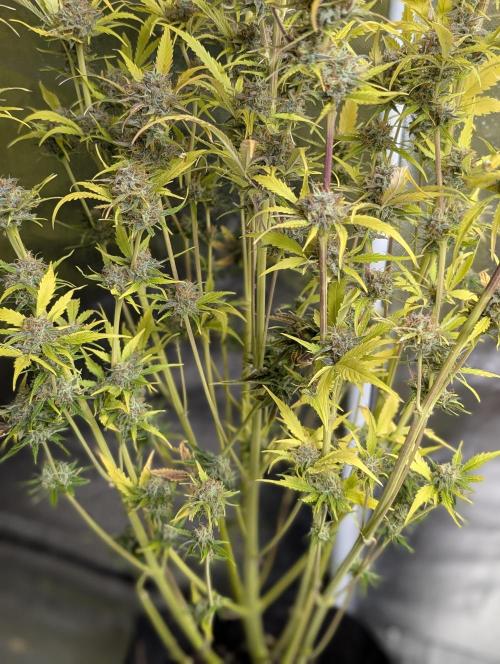 Twilight Zlush Auto x3. Week 12