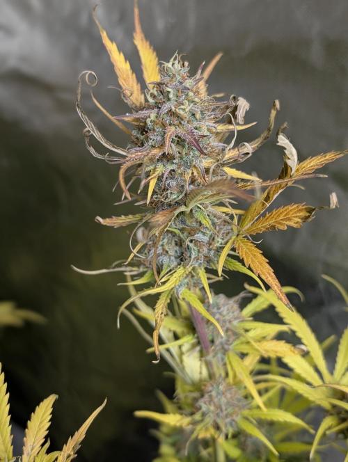 Twilight Zlush Auto x3. Week 12