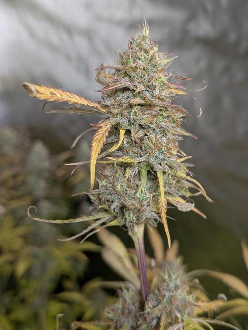 Twilight Zlush Auto x3. Week 12