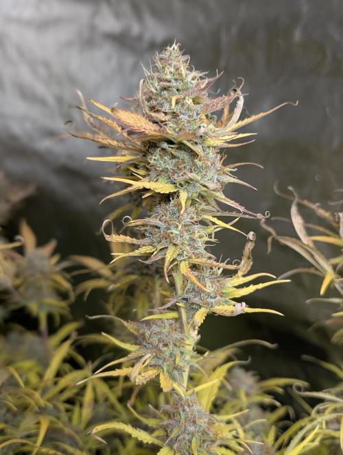 Twilight Zlush Auto x3. Week 12