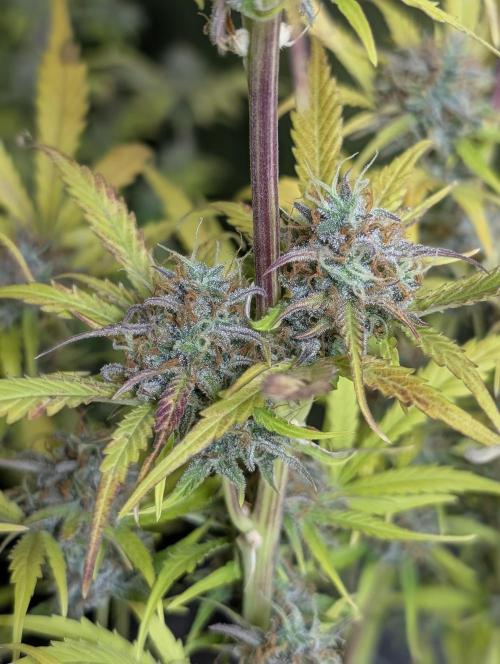 Twilight Zlush Auto x3. Week 12