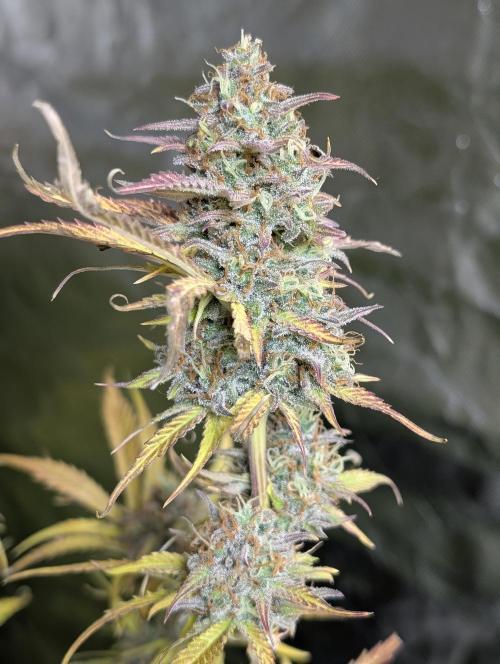 Twilight Zlush Auto x3. Week 12