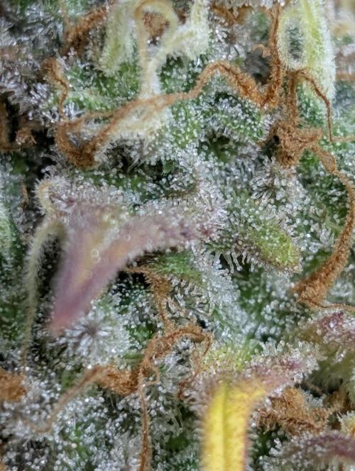 Twilight Zlush Auto x3. Week 12