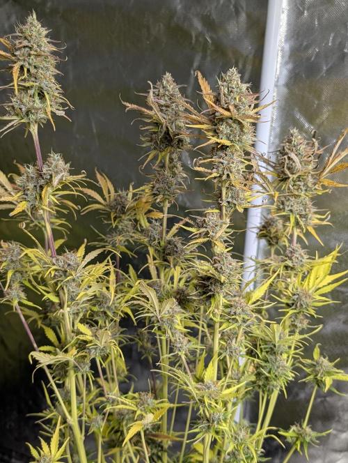 Twilight Zlush Auto x3. Week 12