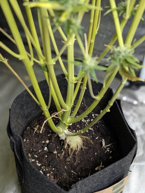 Twilight Zlush Auto x3. Week 12