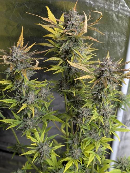 Twilight Zlush Auto x3. Week 12