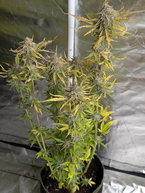 Twilight Zlush Auto x3. Week 12 - N1