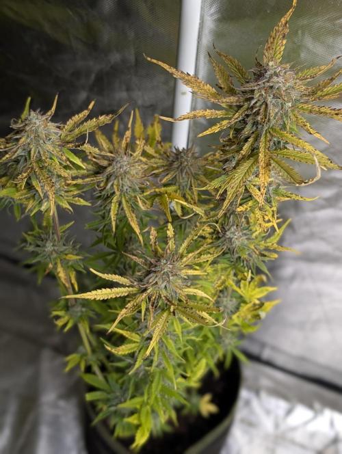 Twilight Zlush Auto x3. Week 12