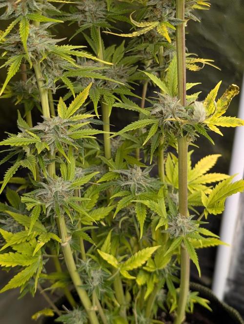 Twilight Zlush Auto x3. Week 12