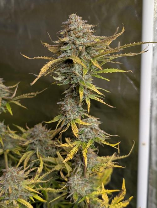 Twilight Zlush Auto x3. Week 12