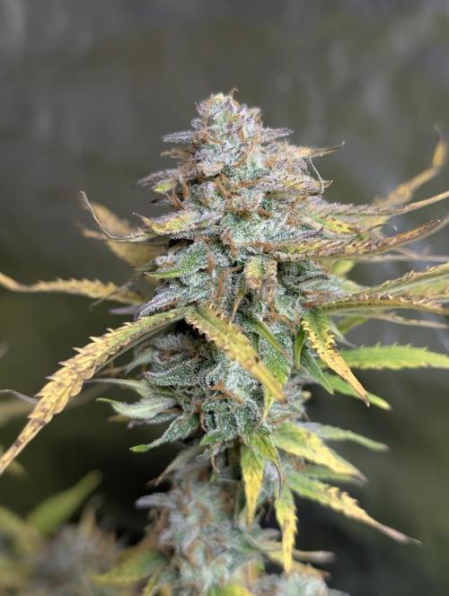 Twilight Zlush Auto x3. Week 12