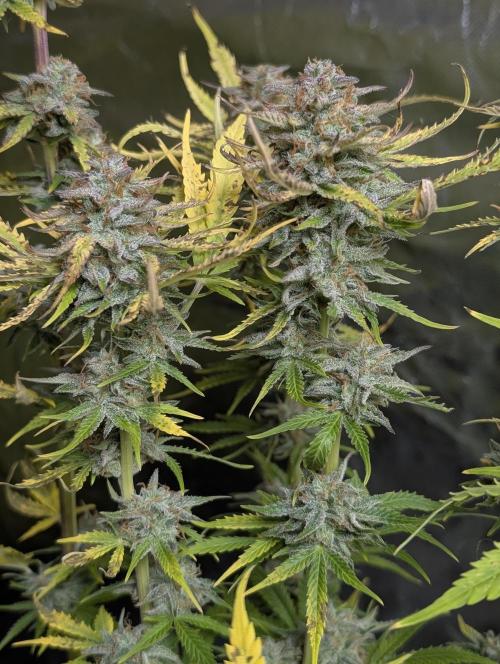 Twilight Zlush Auto x3. Week 12