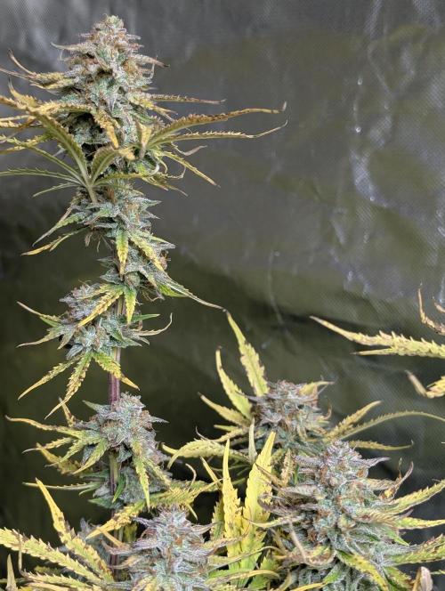 Twilight Zlush Auto x3. Week 12