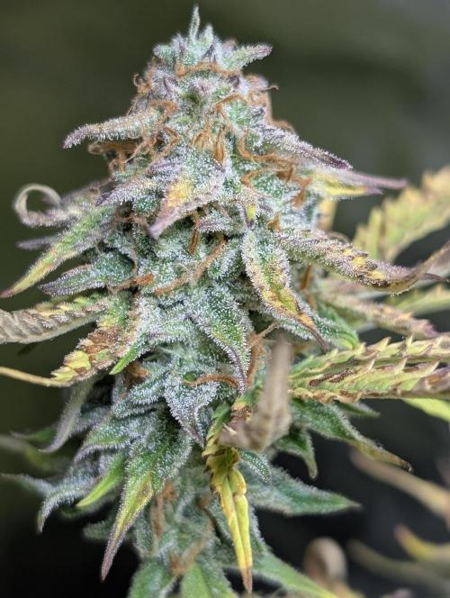 Twilight Zlush Auto x3. Week 12