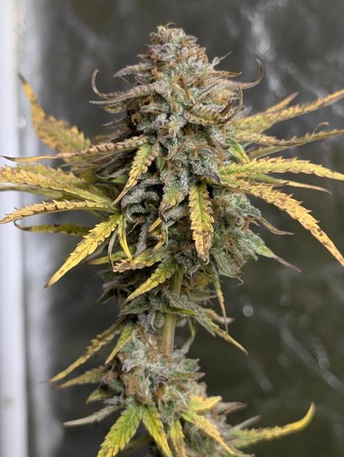 Twilight Zlush Auto x3. Week 12