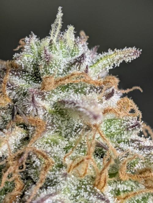 Twilight Zlush Auto x3. Week 12