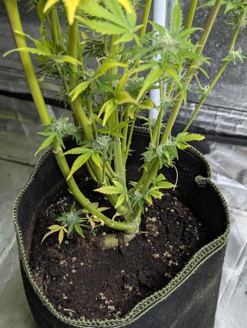 Twilight Zlush Auto x3. Week 12