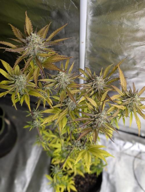 Twilight Zlush Auto x3. Week 12