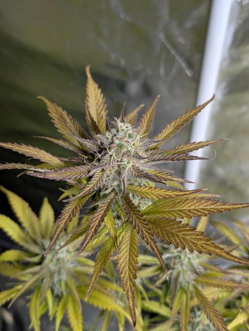 Twilight Zlush Auto x3. Week 12