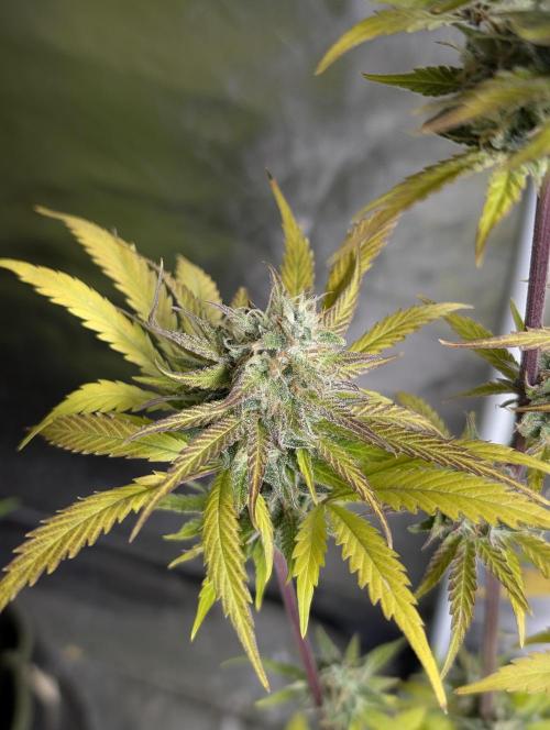 Twilight Zlush Auto x3. Week 12