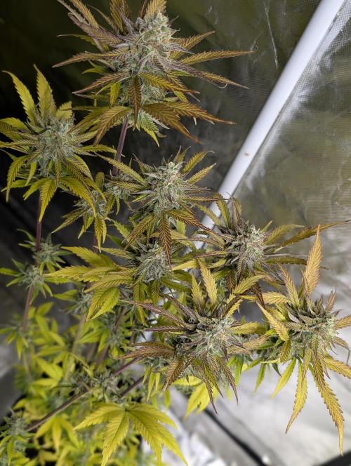 Twilight Zlush Auto x3. Week 12