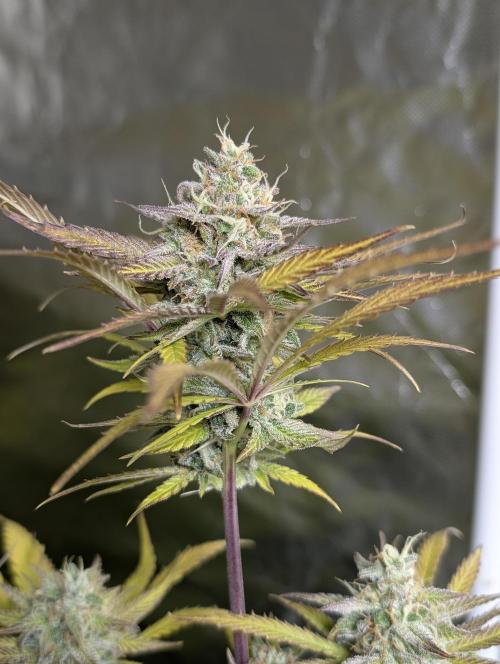 Twilight Zlush Auto x3. Week 12