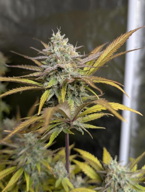 Twilight Zlush Auto x3. Week 12