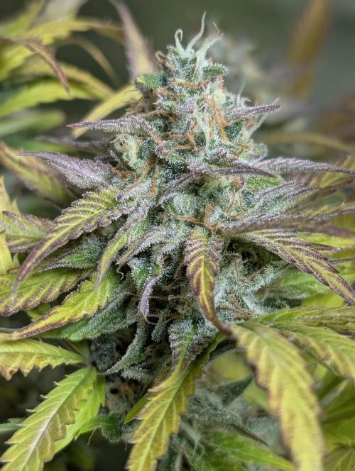 Twilight Zlush Auto x3. Week 12