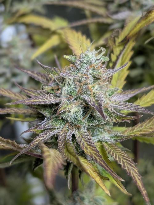 Twilight Zlush Auto x3. Week 12