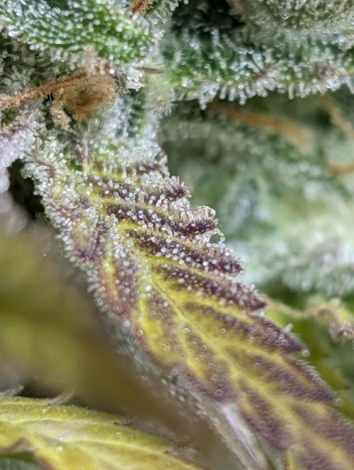 Twilight Zlush Auto x3. Week 12