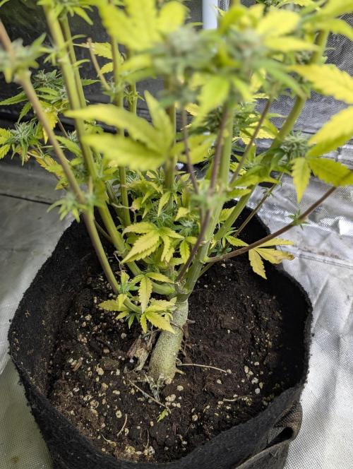 Twilight Zlush Auto x3. Week 12