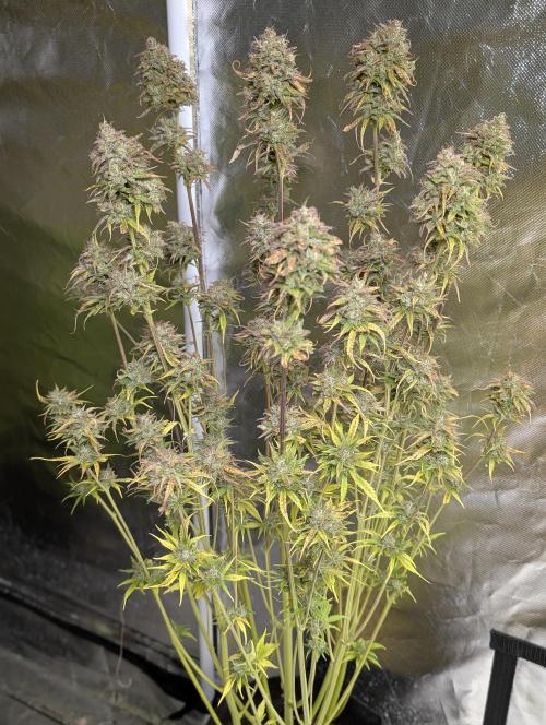 Twilight Zlush Auto x3. Week 12 - N3