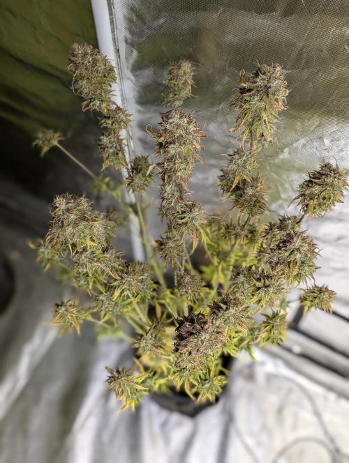 Twilight Zlush Auto x3. Week 12