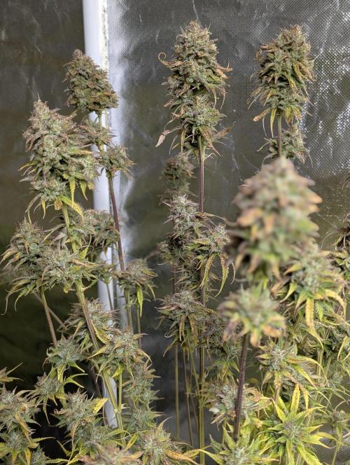 Twilight Zlush Auto x3. Week 12