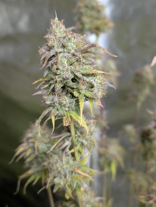 Twilight Zlush Auto x3. Week 12