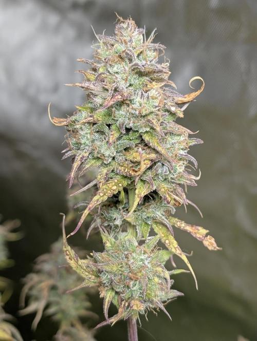 Twilight Zlush Auto x3. Week 12