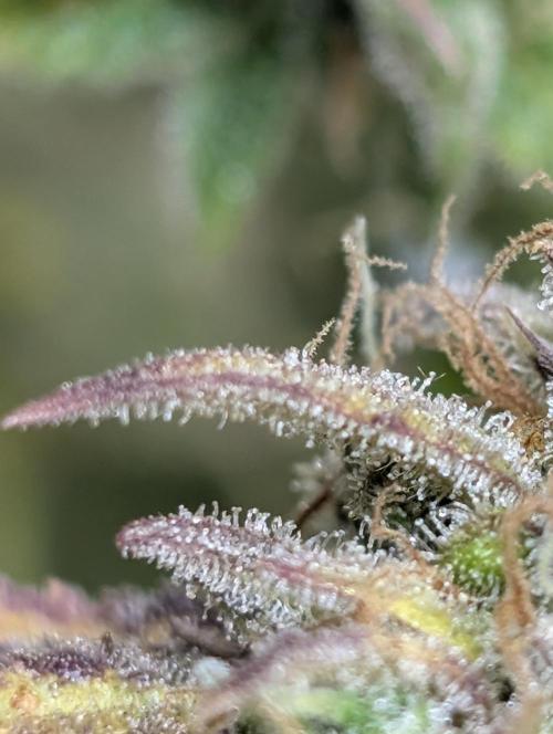 Twilight Zlush Auto x3. Week 12