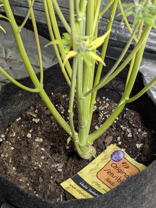 Twilight Zlush Auto x3. Week 12