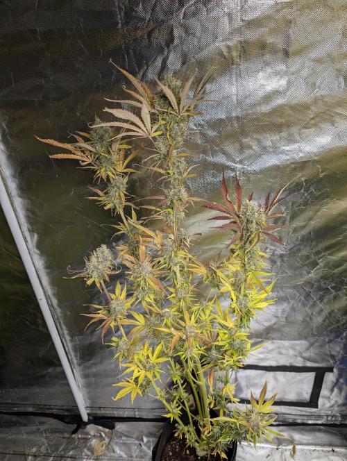 FumePop Auto x4. Week 12 - N1